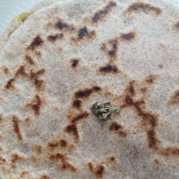 Thumb elena mikhaylova  odessa 2024 04 24